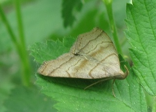 Herminia tarsicrinalis, Erebidae